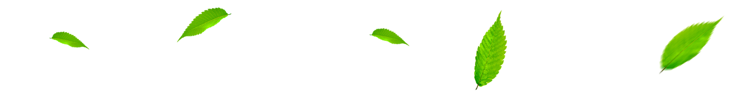 Detalhe folhas.png